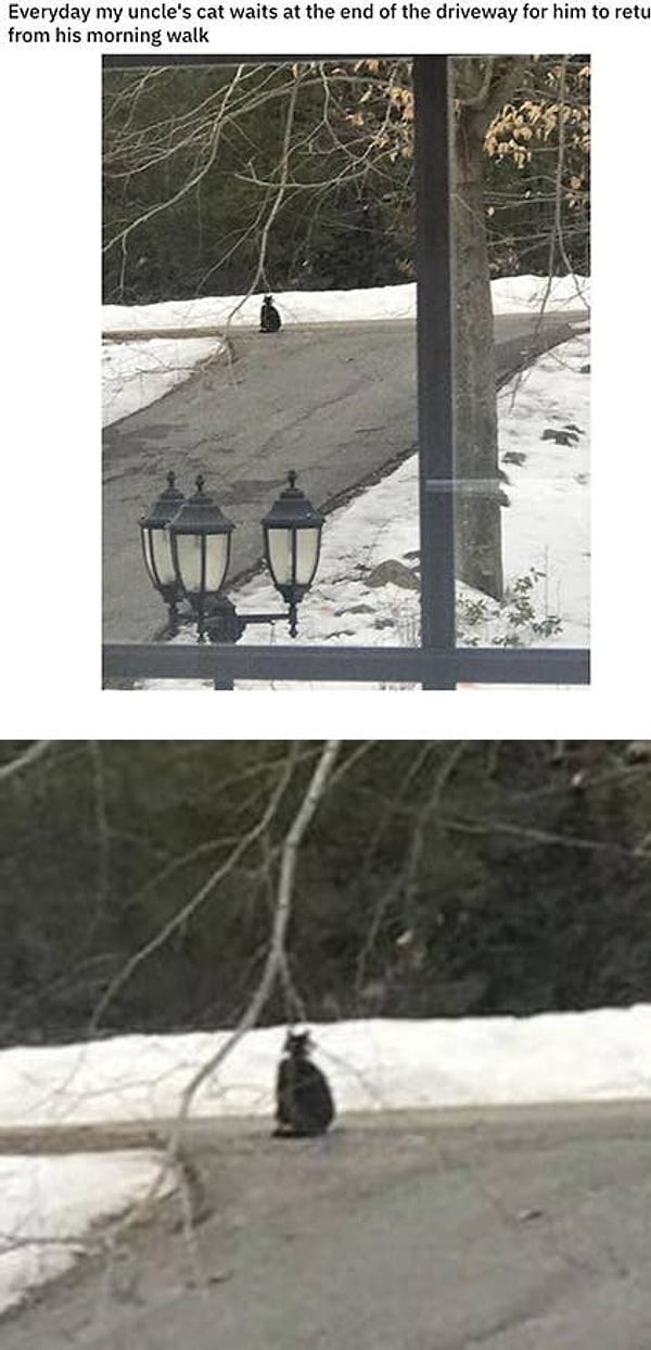 8. Эта кошечка беспокоится о своем хозяине: