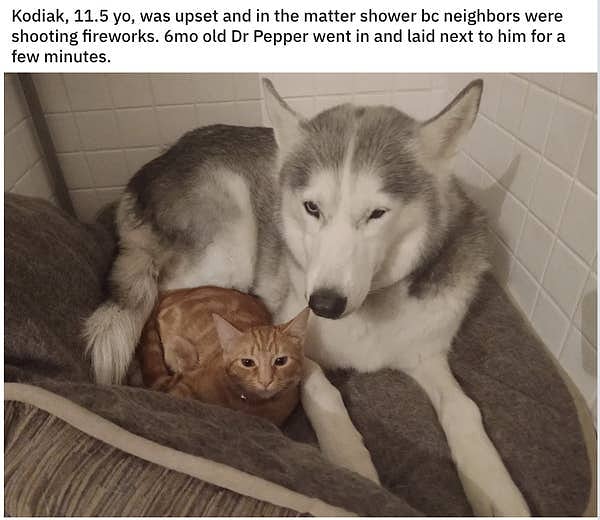 11. Этот кот утешил своего друга в момент нужды: