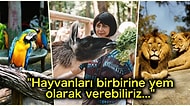 Neumünster Hayvanat Bahçesi Koronavirüsten Dolayı Hayvanların Birbirlerini Yemesine İzin Verebileceklerini Açıkladı!