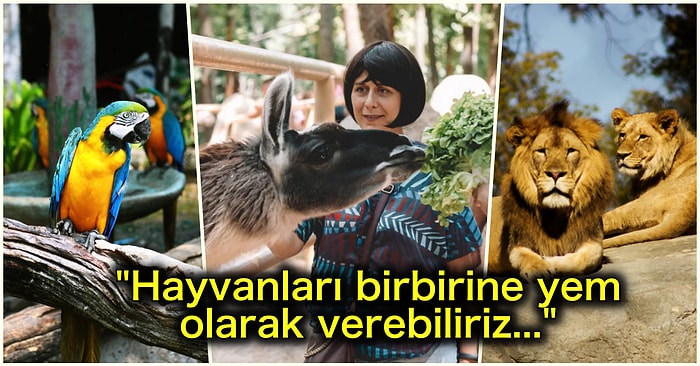 Neumünster Hayvanat Bahçesi Koronavirüsten Dolayı Hayvanların Birbirlerini Yemesine İzin Verebileceklerini Açıkladı!