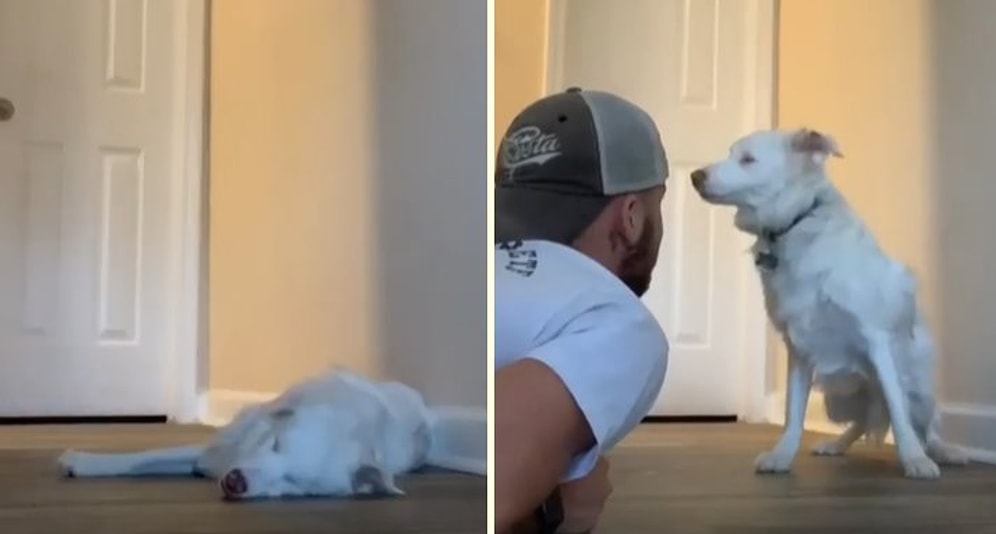 Görme ve İşitme Engelli Köpeğini Korkutmadan Uyandıran Mükemmel İnsan