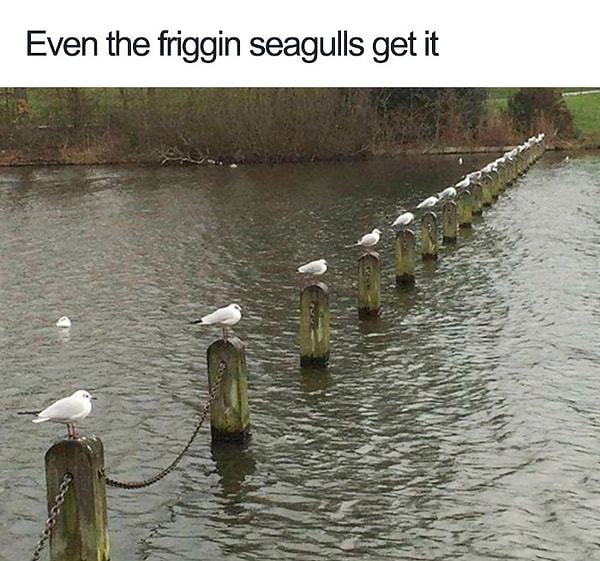 5. Чайки тоже не подкачали :)