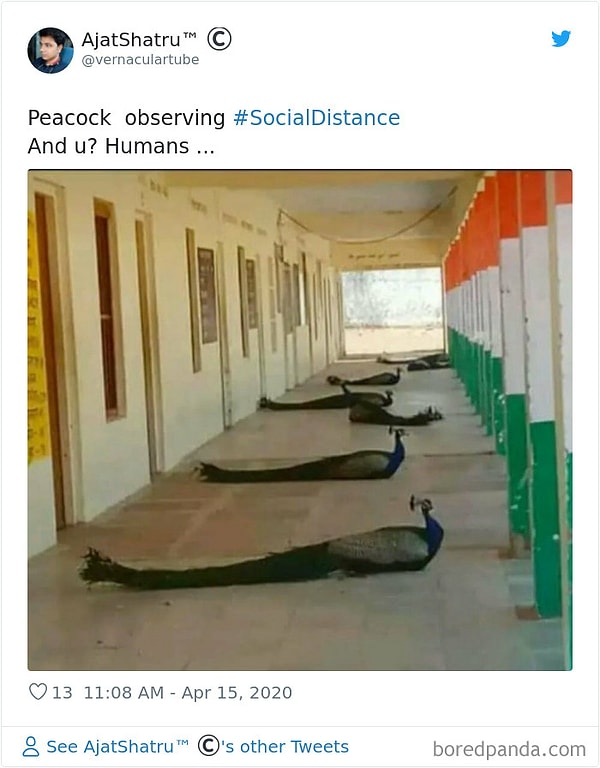 10. Павлины, которые практикуют социальное дистанциирование