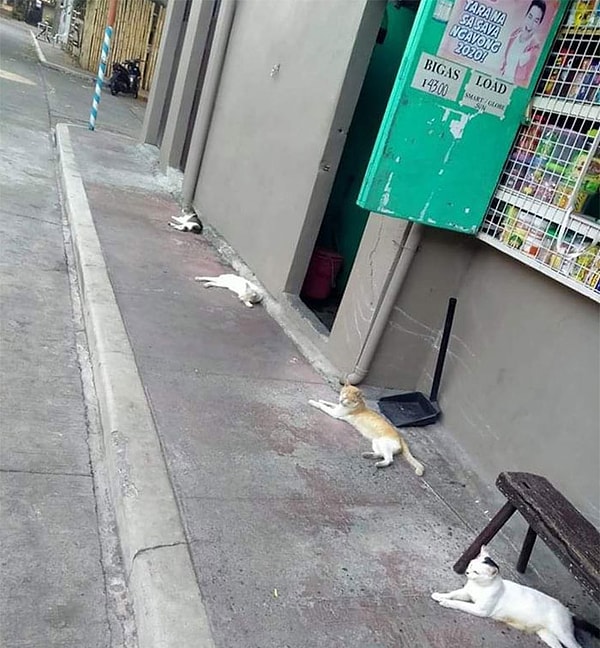 14. Ну чем, мы люди, хуже?