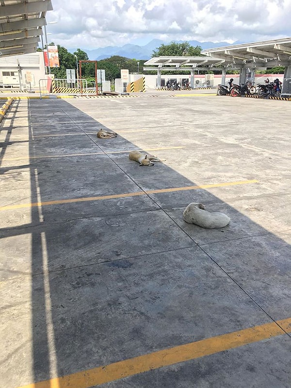 19. Собаки понимают всю серьезность эпидемии