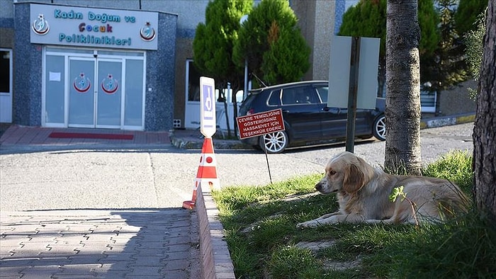 İnsan Dostu Koronavirüs Nedeniyle Yoğun Bakıma Alınınca 5 Gündür Hastane Önünde Bekleyen Köpek