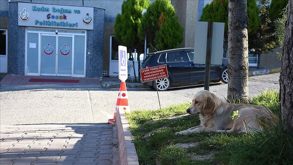 İnsan Dostu Koronavirüs Nedeniyle Yoğun Bakıma Alınınca 5 Gündür Hastane Önünde Bekleyen Köpek
