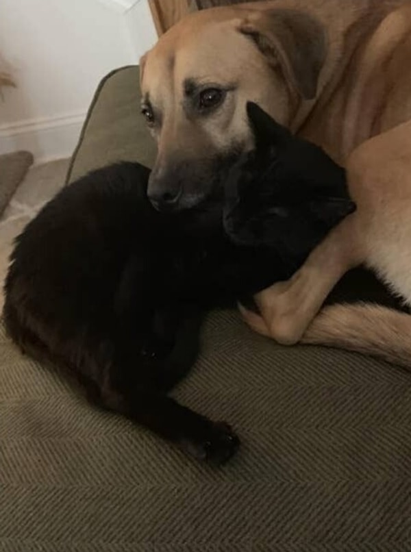 12. Эта кошка помогла своей подруге чувствовать себя лучше: