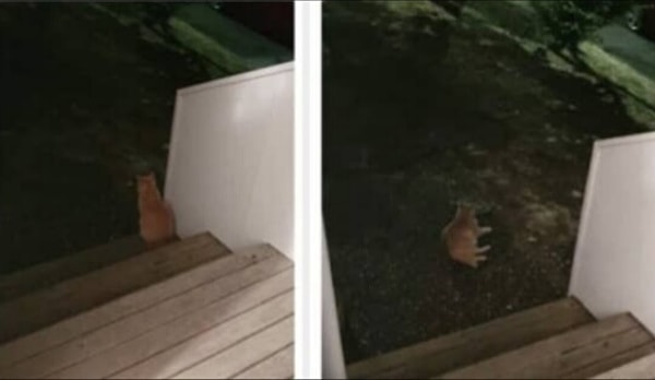 14. Эта кошечка осталась ждать своего хозяина, который пошел в клуб: