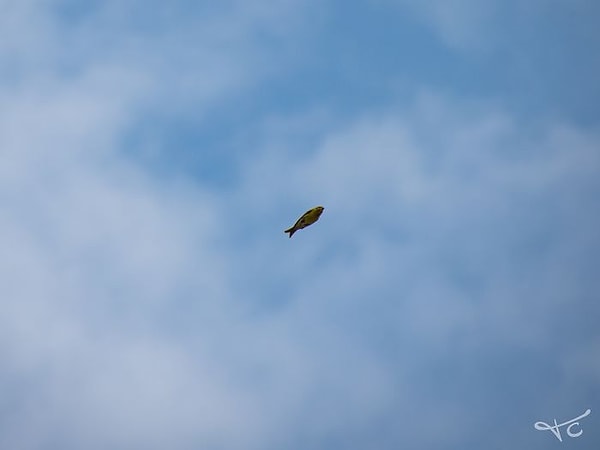 5. Я вышел на балкон, чтобы сфотографировать птиц, но вместо этого сфотографировал рыбу ...