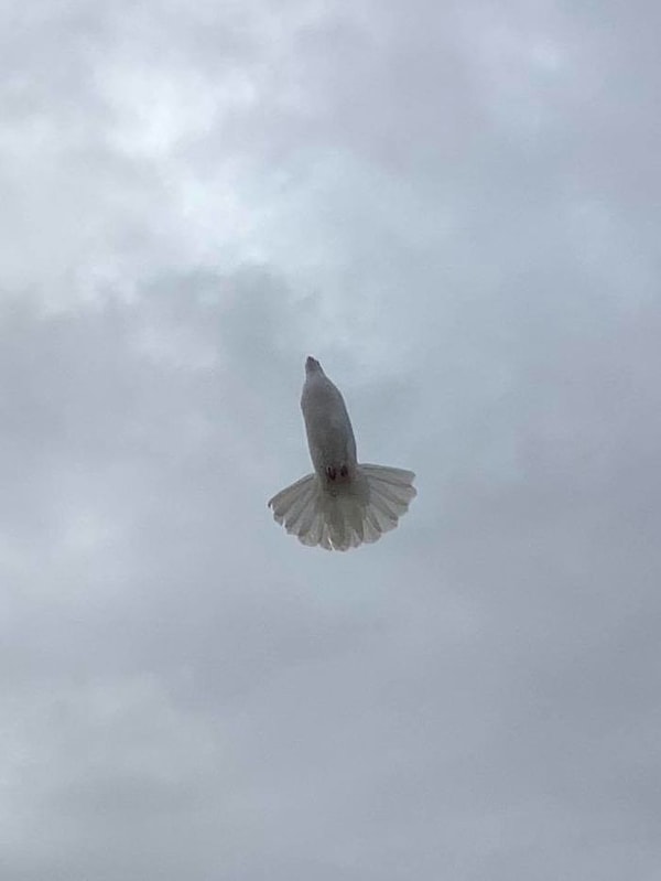 6. Пытался сделать снимок птицы с расправленными крыльями