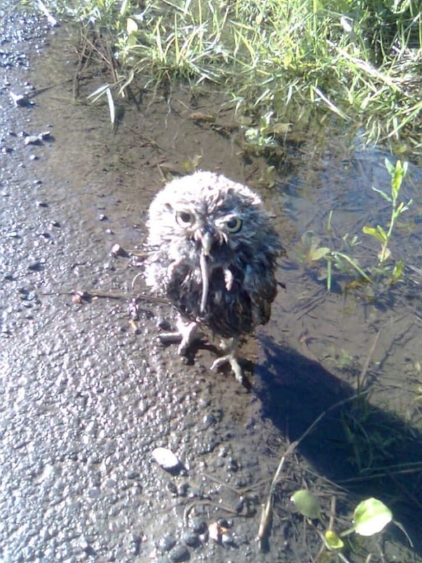 9. Предоставлено моим отцом и его древним телефоном ... Маленькая сова ест обед