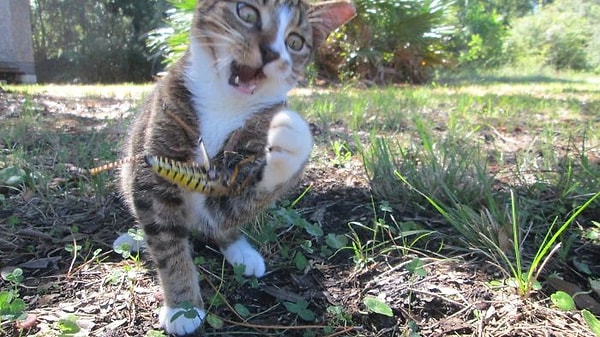 12. Кузнечик