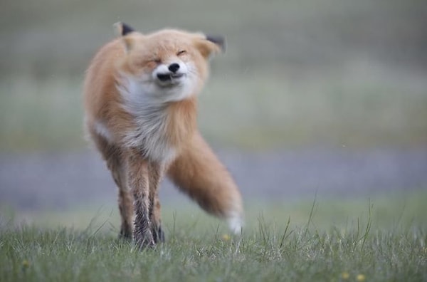 13. Когда сфотографировал дрель вместо лисы