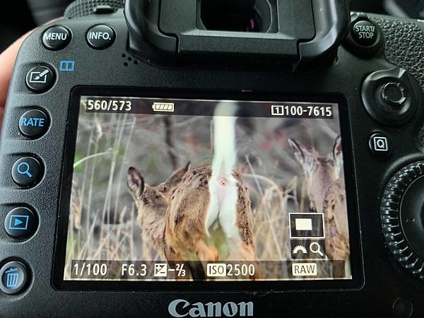 16. Вершина моего искусства в фотографии дикой природы