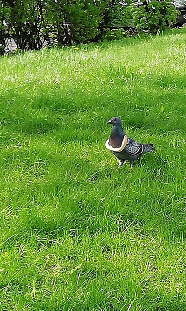 17. Я нашел Бога всех голубей на прогулке с моей собакой