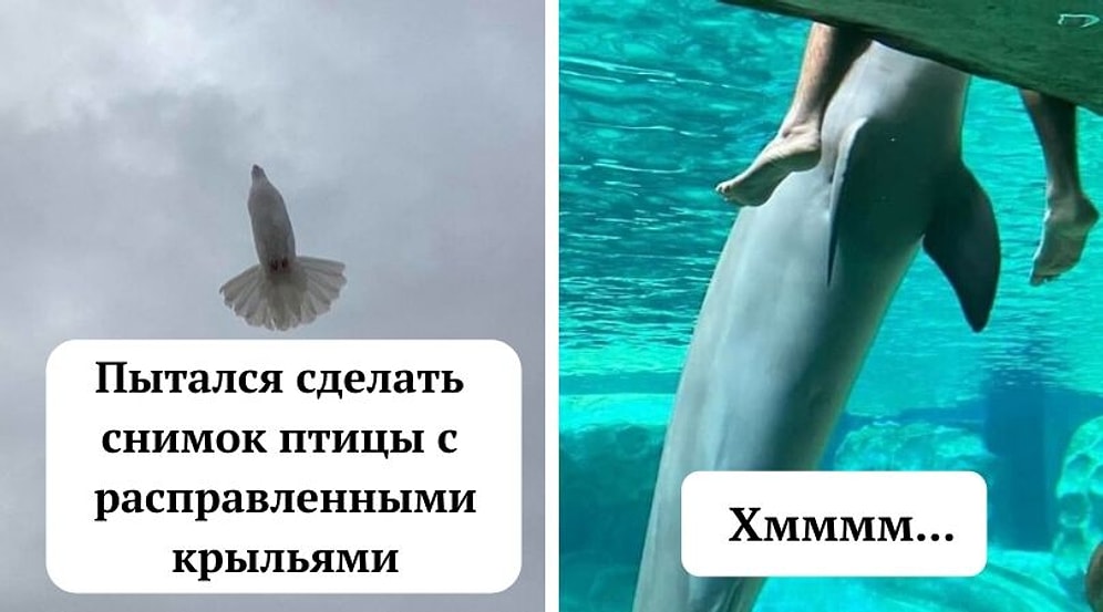 20 лучших неудачных снимков дикой природы, которые были сделаны в правильный момент