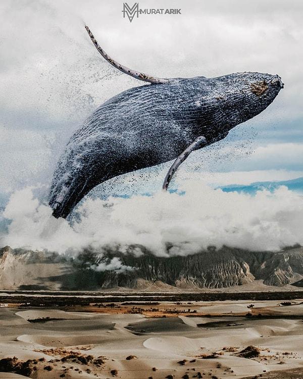 #whale