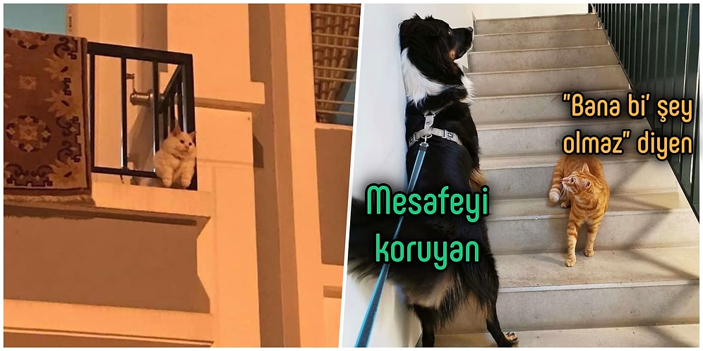 Bizler İnsanlara Laf Anlatamazken Hayvanların Sosyal Mesafeyi Hepimizden İyi Koruduğu 25 An