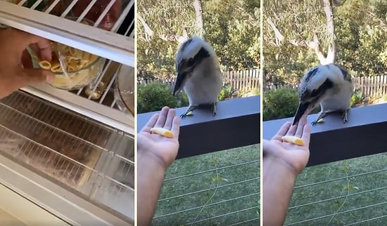 Beslemek İstediği Kuşa Parmağını Kaptıran Şanssız Adam