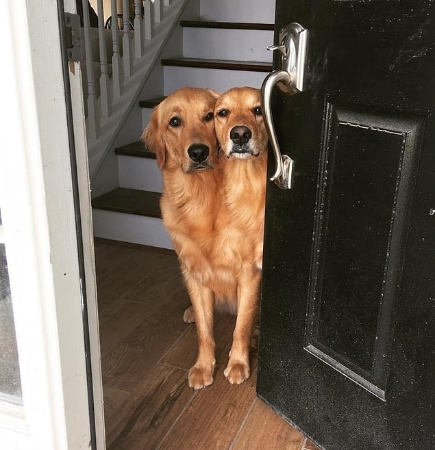 13. "Bu sabah köpeklerim sanki tek vücutmuş gibi duruyorlar."