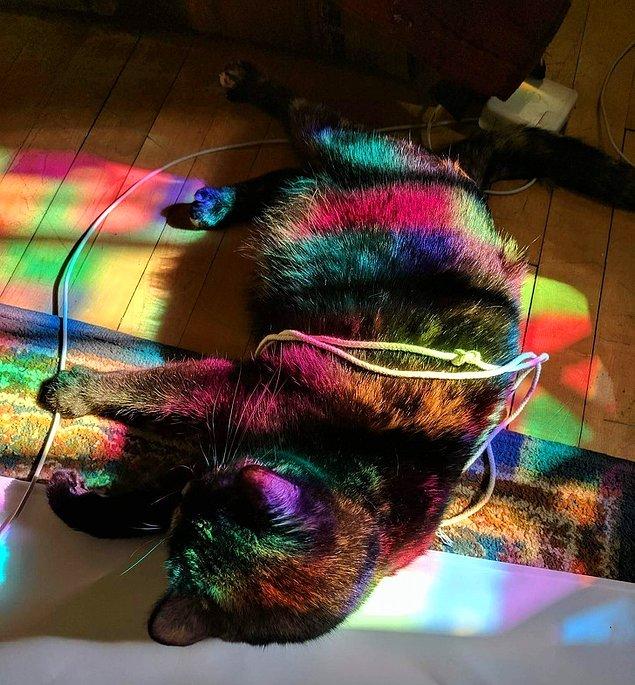 17. "Mozaik camdan yapılma pencereden gelen ışıkta kedim"