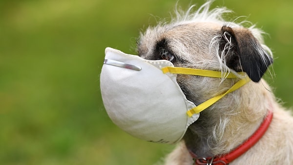 Некоторые люди надевают маски питомцам, чтобы защитить их от коронавируса.