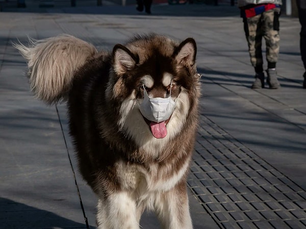 Собака, гуляющая в маске в Пекине