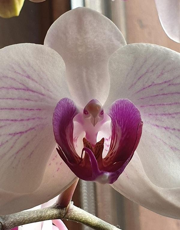6. "Bu orkide egzotik bir kuşa benziyor."