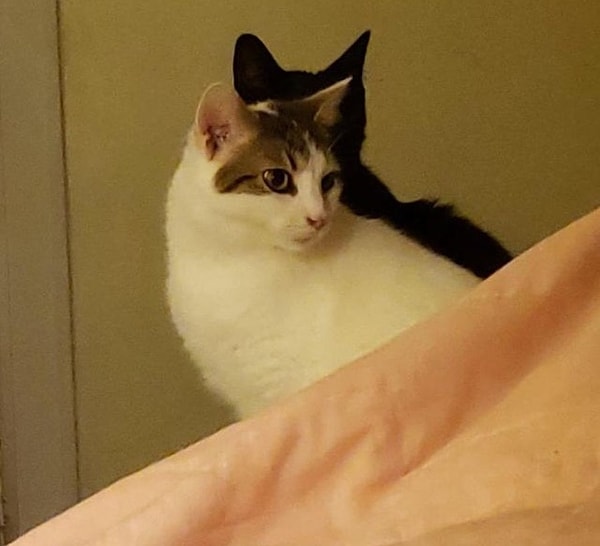 2. "Это не тень моей кошки, это - другая моя кошка"