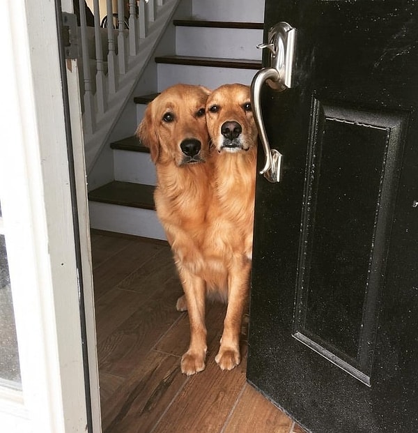 13. "Сегодня утром мои собаки выглядят так, как будто они одно единое"