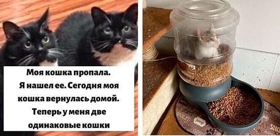 35 фото кошек, которые заставят вас улыбнуться