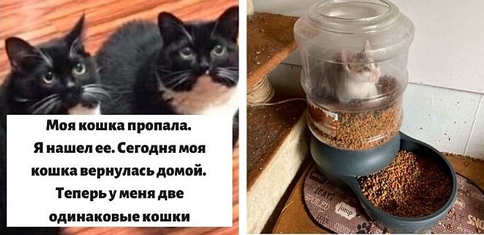 35 фото кошек, которые заставят вас улыбнуться