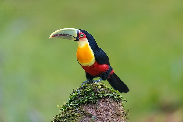 6. Тукан-ариель