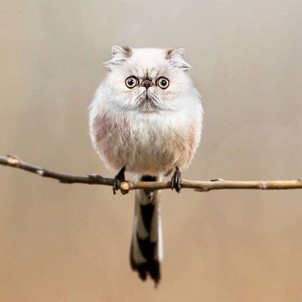 16. Птишечка