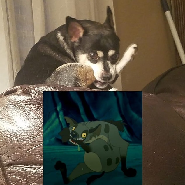 6. "Evden uzaktayken kız kardeşim köpeğimizin anlık durumunu gösteren bu fotoğrafı gönderdi."