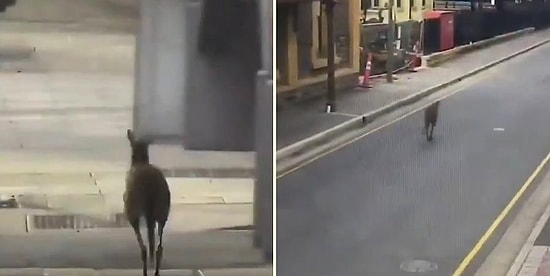 Кенгуру разгуливает по пустым улицам Австралии