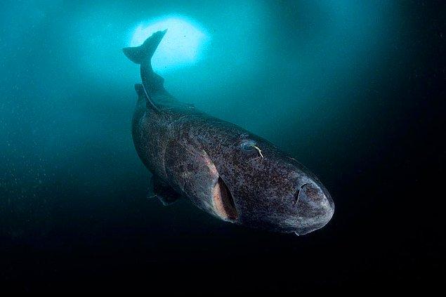 8. Grönland köpek balığı kutup ayılarını yer ve 200 yaşına kadar yaşayabilir.