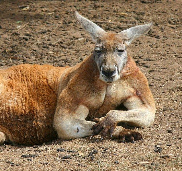 15. Dişileri etkilemek için erkek kangurular kaslarını belirginleştirirler.