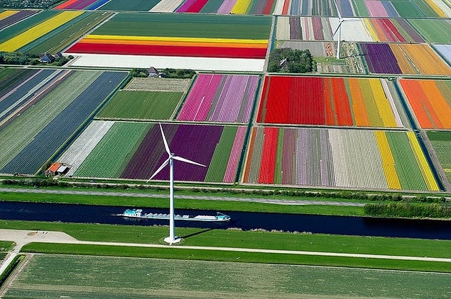 5. Lale sezonunda Hollanda'daki tarlalar ❤️
