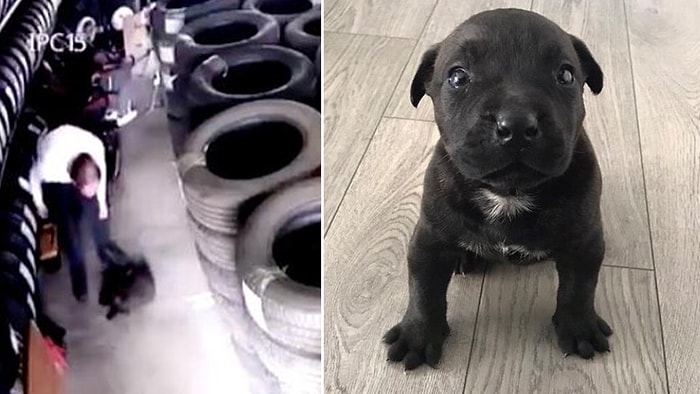 Yavru Köpek Dora'yı Yere Vurarak Öldüren Kişiye Ev Hapsi Kararı