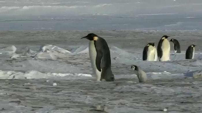 Penguenlerin Birbirinden Sakar Görüntülerinden Oluşan Muhteşem Video