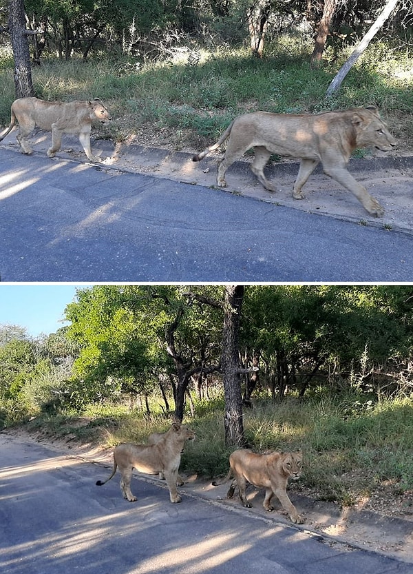 11. Львы патрулируют деревню Скукуза в Южной Африке