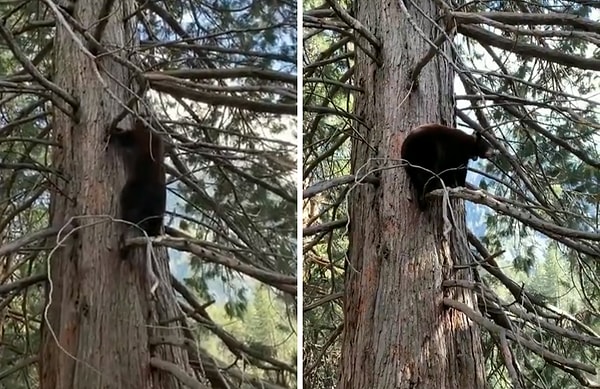 12. Черные медведи в Йосемитском национальном парке