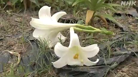 İnsanların Parklarda Toplanmasını Engellemek İçin Çiçekleri Kesen Japon Yetkililer