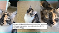 Can Dostlarımız Kedilerle İlgili Hem İçimizi Isıtacak Hem de Yüzümüzü Güldürecek 15 Paylaşım