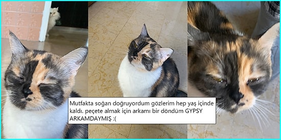 Can Dostlarımız Kedilerle İlgili Hem İçimizi Isıtacak Hem de Yüzümüzü Güldürecek 15 Paylaşım