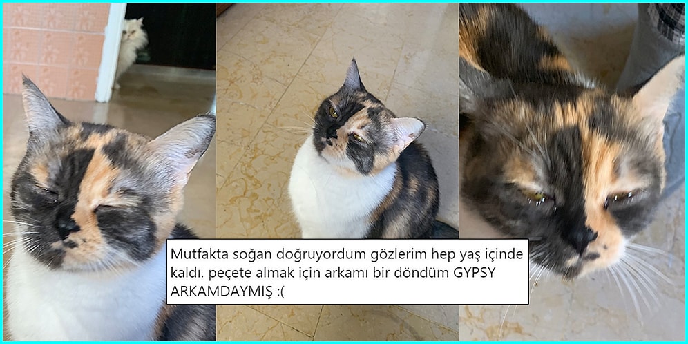 Can Dostlarımız Kedilerle İlgili Hem İçimizi Isıtacak Hem de Yüzümüzü Güldürecek 15 Paylaşım