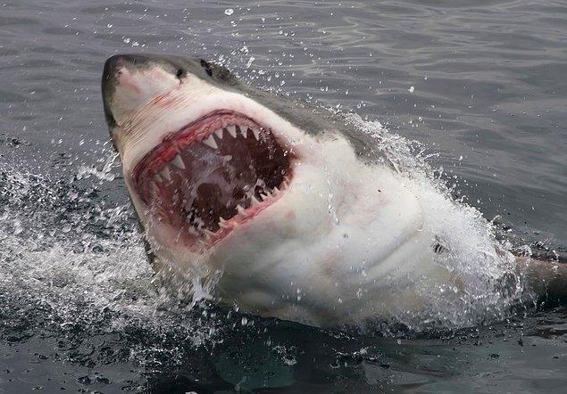 1. Büyük beyaz köpek balığı (281 kg/cm2)