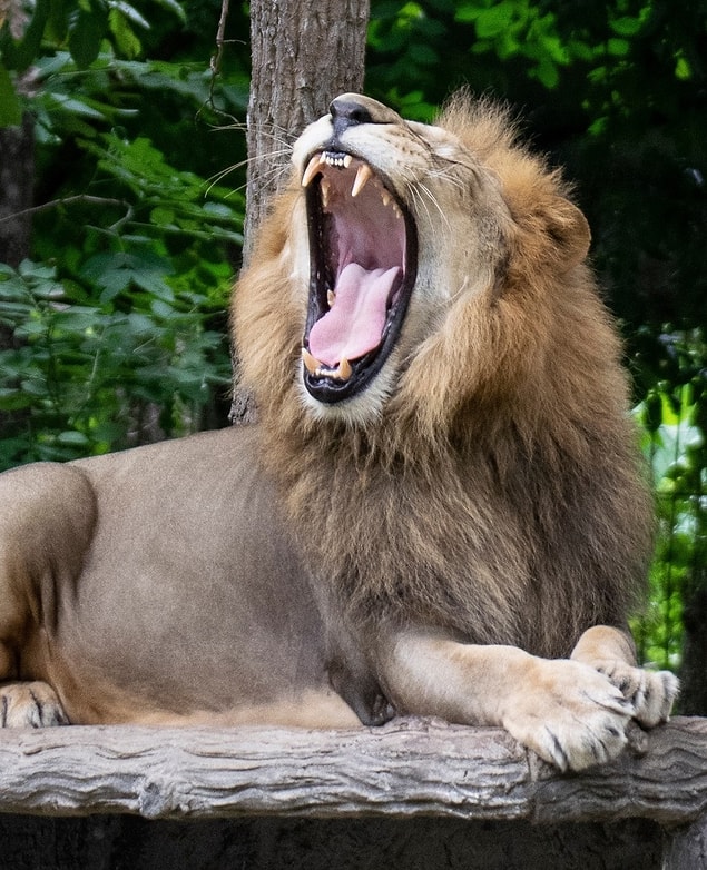 10. Aslan (45.7 kg/cm2)